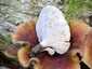 Fényes likacsosgomba (Picipes badius), Bakony